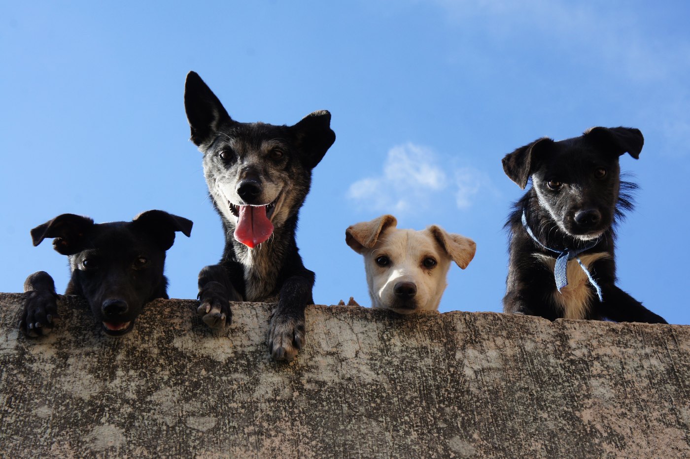 Dogs at a veterinary practice