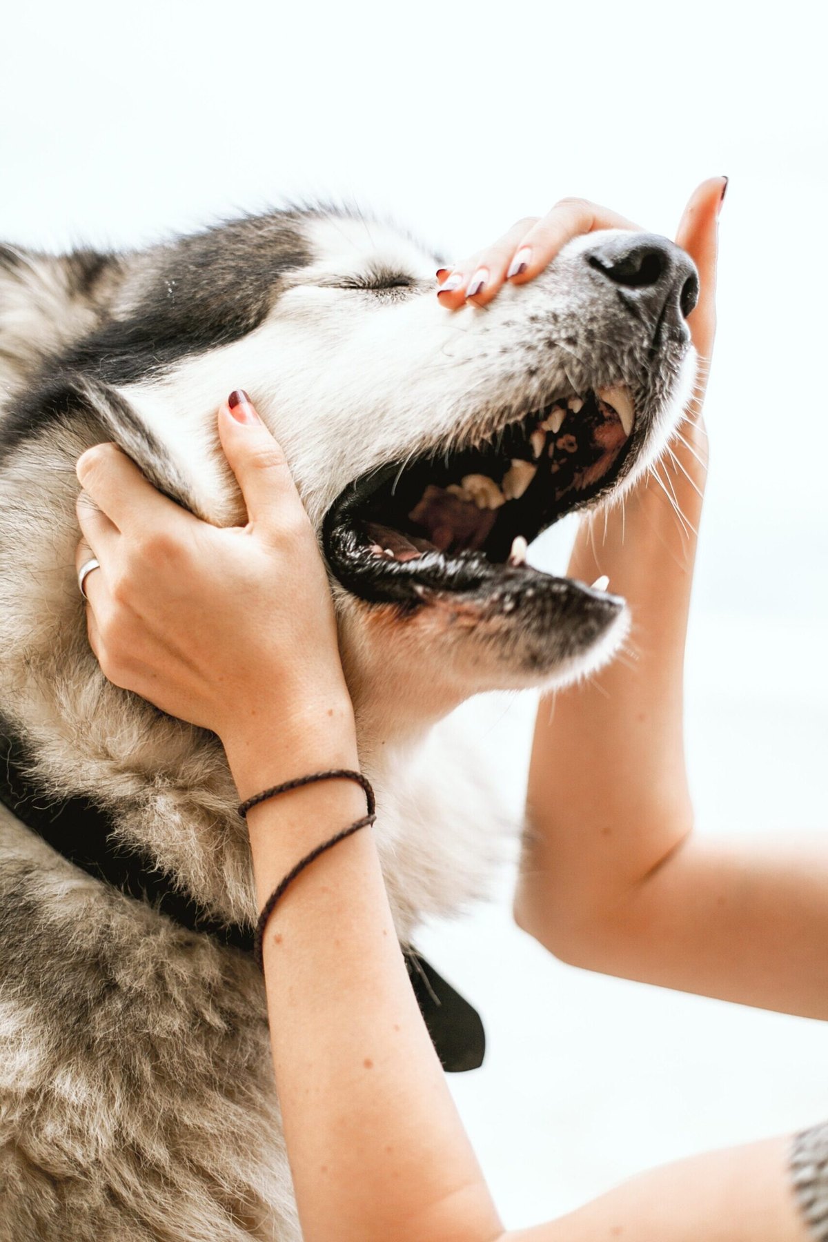 A dog being cared for at a veterinary practice